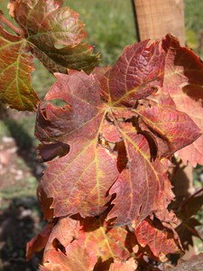 Vigne rouge